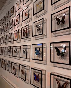 a wall with many framed butterflies on it