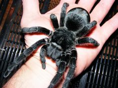 a large black spider sitting on top of a person's hand