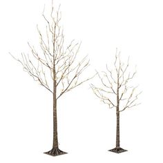 two trees with no leaves on them are standing next to each other in the snow