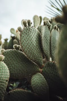 many green cactus plants are growing in the field