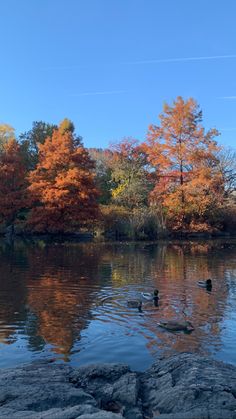 two ducks swimming in the water near some rocks and trees with orange leaves on them