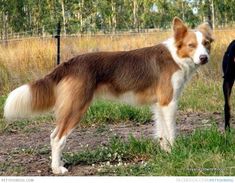 two dogs standing next to each other in a field