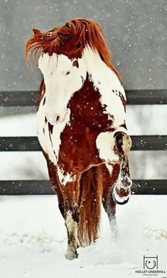 a brown and white horse running in the snow