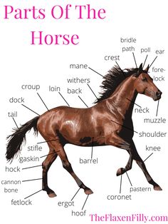 the parts of a horse on a white background with pink lettering and an image of its name