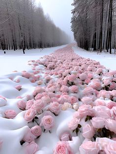 pink roses are lined up along the snow - covered path in front of some trees