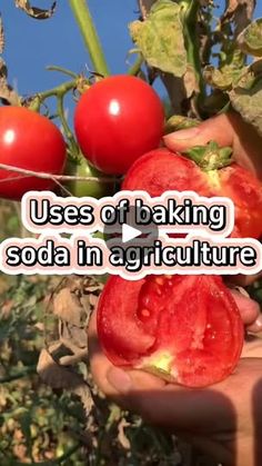 someone is holding tomatoes in their hands with the words uses of baking soda in agriculture