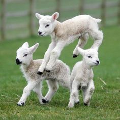 three baby lambs are playing in the grass with their mother, who is jumping up into the air