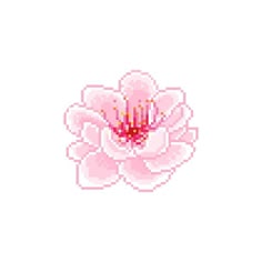 a white flower with pink petals on it