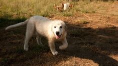 a white dog is running in the grass with his mouth open and tongue hanging out