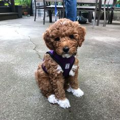 a small brown dog sitting on top of a cement floor