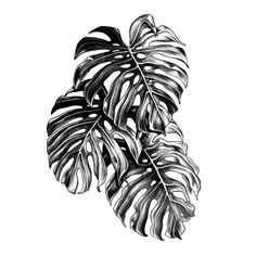 a black and white drawing of a leaf