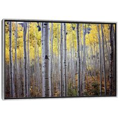 a grove of trees with yellow leaves on them