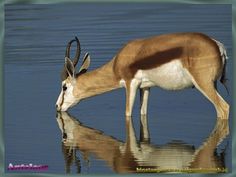 an antelope drinking water from a pond with its reflection on the water surface