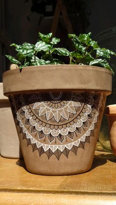 a potted plant sitting on top of a wooden table next to two pots filled with plants