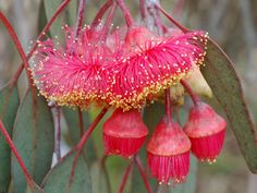 red flowers with yellow stamens growing on a tree in the forest, close up