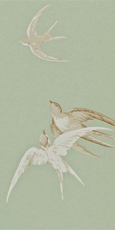 two white birds flying next to each other