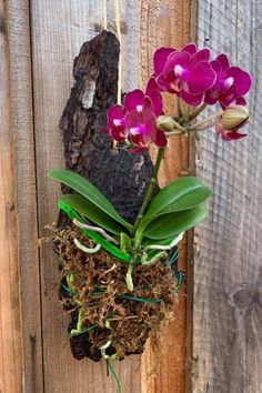 purple orchids are growing in a hanging planter on a wooden fence post with moss