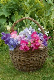 a basket filled with purple and pink flowers