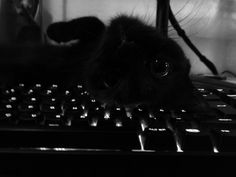 a black cat laying on top of a computer keyboard