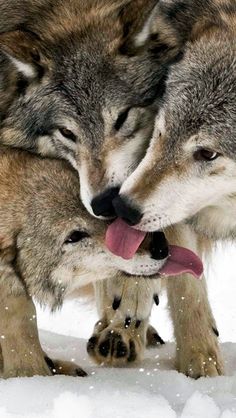 two wolfs are playing with each other in the snow