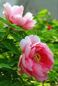 two pink peonies are blooming in the garden