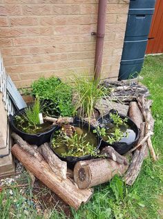 there are many plants growing out of the water in this potted planter outside