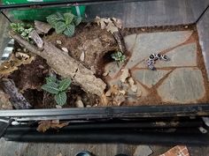 a small snake in a glass box on the ground next to rocks and leaves,