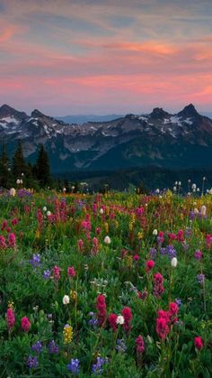 a field full of wildflowers with mountains in the background at sunset or dawn