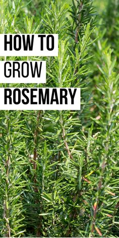 How to grow rosemary written over a background of rosemary plants. Decorative Herb Garden, How To Grow Rosemary In A Pot, Planting Rosemary Outdoors, How To Take Care Of Rosemary Plant, How To Plant Rosemary, Rosemary Plant Landscaping, Propagating Sage, Planting Rosemary, Rosemary Growing