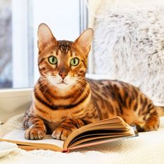 a cat laying on top of a bed next to an open book with green eyes