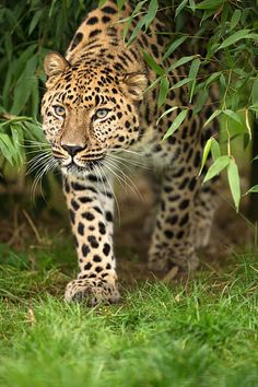 a leopard is walking through the grass