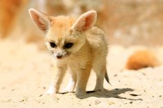 a small animal walking across a sandy ground