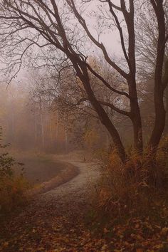 a path in the woods with trees and leaves on the ground next to it, surrounded by fog