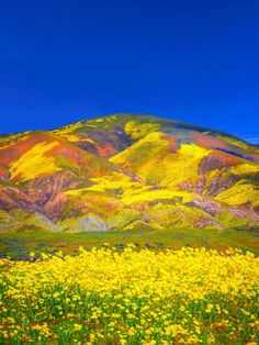 the mountains are covered in yellow flowers and green grass, with blue skies above them