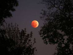 the moon is seen through some trees in the night sky with no one around it