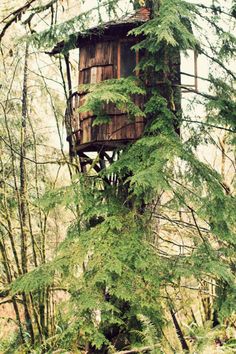 an old tree house in the woods surrounded by trees