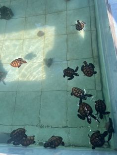 several small turtles swimming in an aquarium