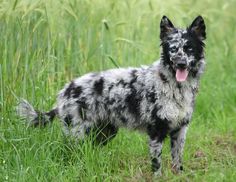 a black and white dog standing on top of a grass covered field next to tall grass