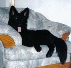 a black dog laying on top of a couch