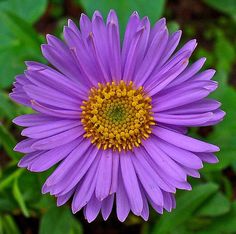 a purple flower with yellow center surrounded by green leaves