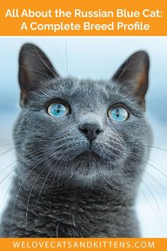 a gray cat with blue eyes looking up at the camera text reads all about the russian blue cat a complete breed profile