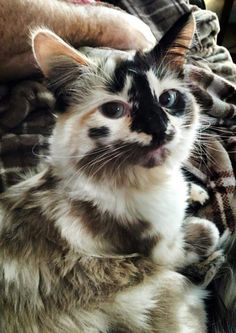 a black and white photo of a cat sitting on someone's lap looking at the camera