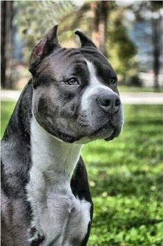 a black and white dog sitting in the grass