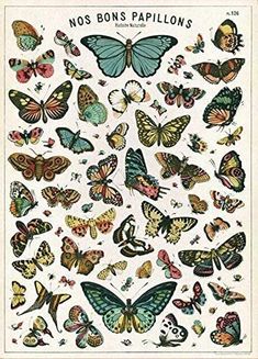 a bunch of colorful butterflies on a white background with the words,'nos bons papillons '