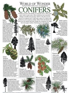 the world of wonder conifers poster with pine cones and evergreen needles on it