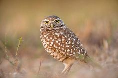 an owl is standing in the grass with its eyes wide open