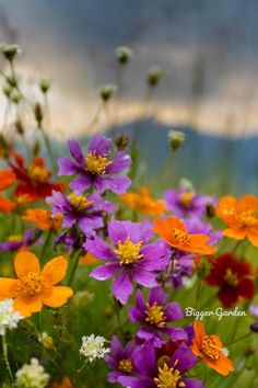 colorful flowers are growing in the grass