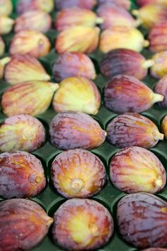 fresh figs are ready to be picked from the tree