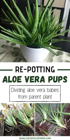 aloe vera pups growing in a pot with text overlay reading re - potting aloe vera pups dividing aloe vera babies from parent plant