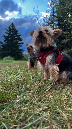 two small dogs are standing in the grass